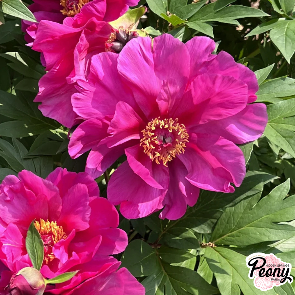 Garden Candy® Paeonia Evie Jane™ Itoh Peony — Hidden Springs Peony